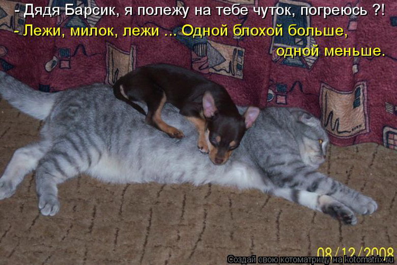 http://tomatoz.ru/uploads/posts/2011-07/1310308020_kotomatrix_15_resize.jpg