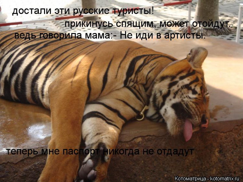 Статусы для картинки тигра Статусы для картинки тигра