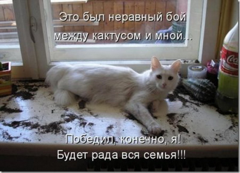 Лучшие обои для рабочего стола, фото-видео приколы, интересное, фото