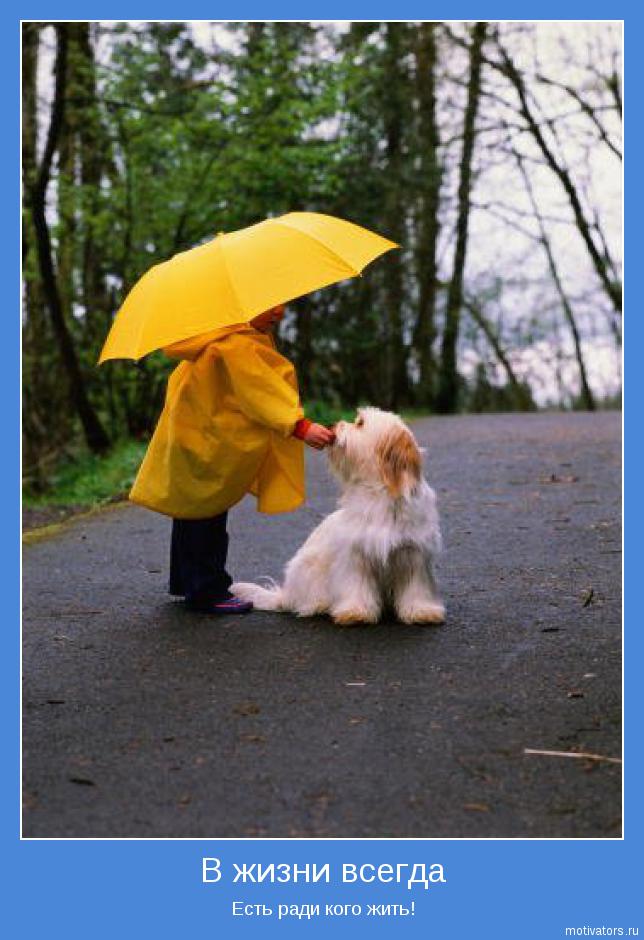 В любую погоду согревай. Собака под зонтом. Зонт для собак. Прогулка с собакой под дождем. Зонтик с собачками.