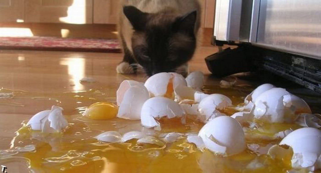 Обожает яйца. Уронил яйцо. Котоматрица яйцо. Коты проказники.