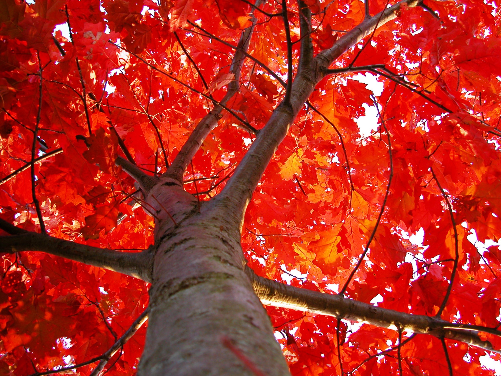 Червонное дерево. Дуб красный Quercus rubra. Quercus rubra (дуб красный) 'Aurea'. Дерево Red Oak. Дуб красный (50-60 см).