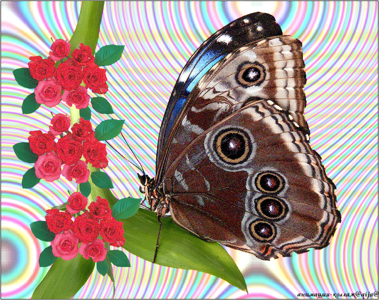 Движущиеся бабочки. Бабочка переливается. Анимационные бабочки. Мерцающие бабочки на цветах. Красивые открытки бабочками