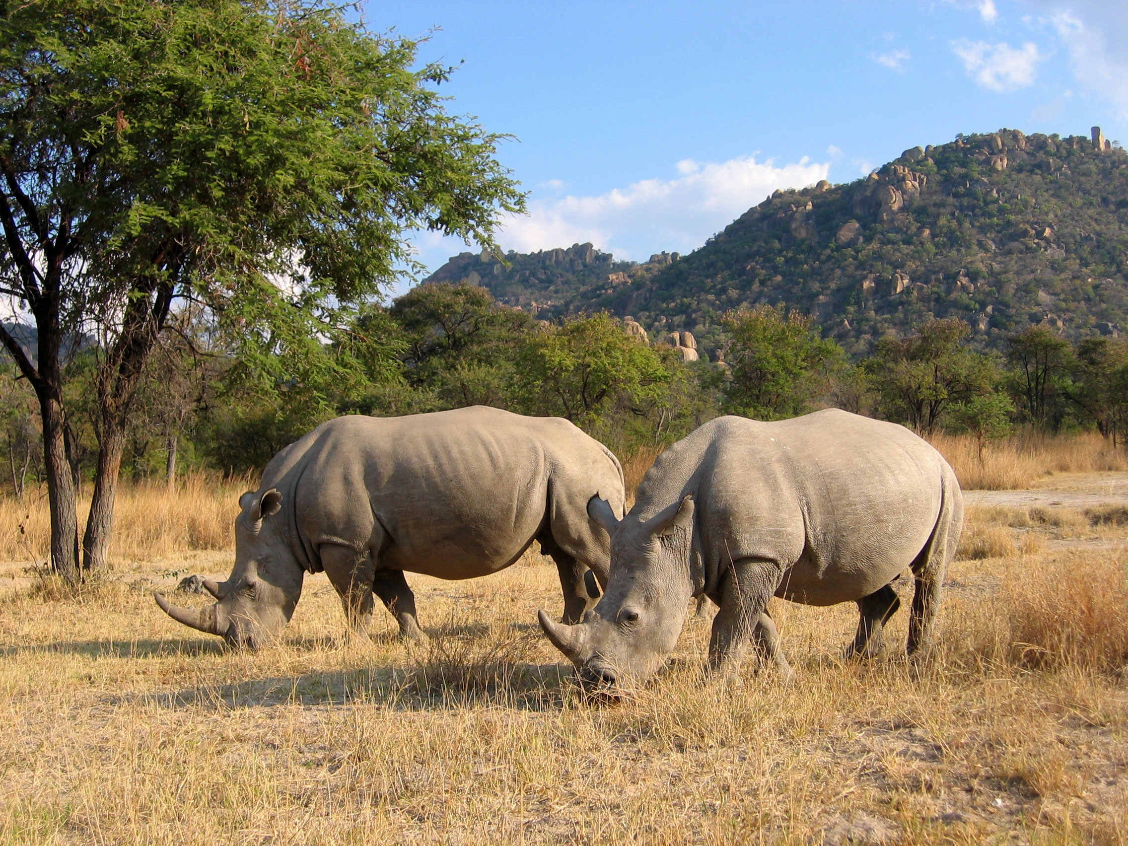 Страна носорогов. Зимбабве Саванна. Носорог в саванне. Кения носорог. Саванна Кения носорог.