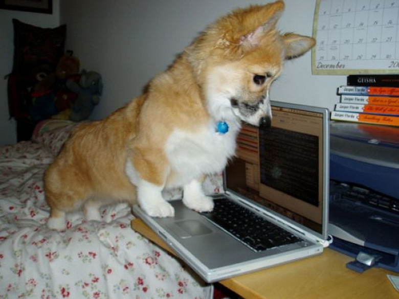 Совсем не рабочая. Собака с компьютером. Корги за компом. Собака за компом. Корги сидит за компьютером.