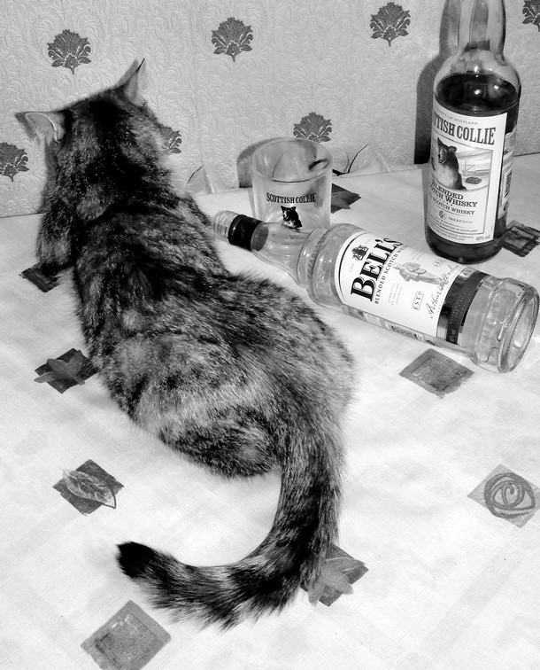 Пить валерьянку на ночь. Кот и валерьянка смешные. Кот с виски. Коты алкоголики. Коты и валерьянка приколы.