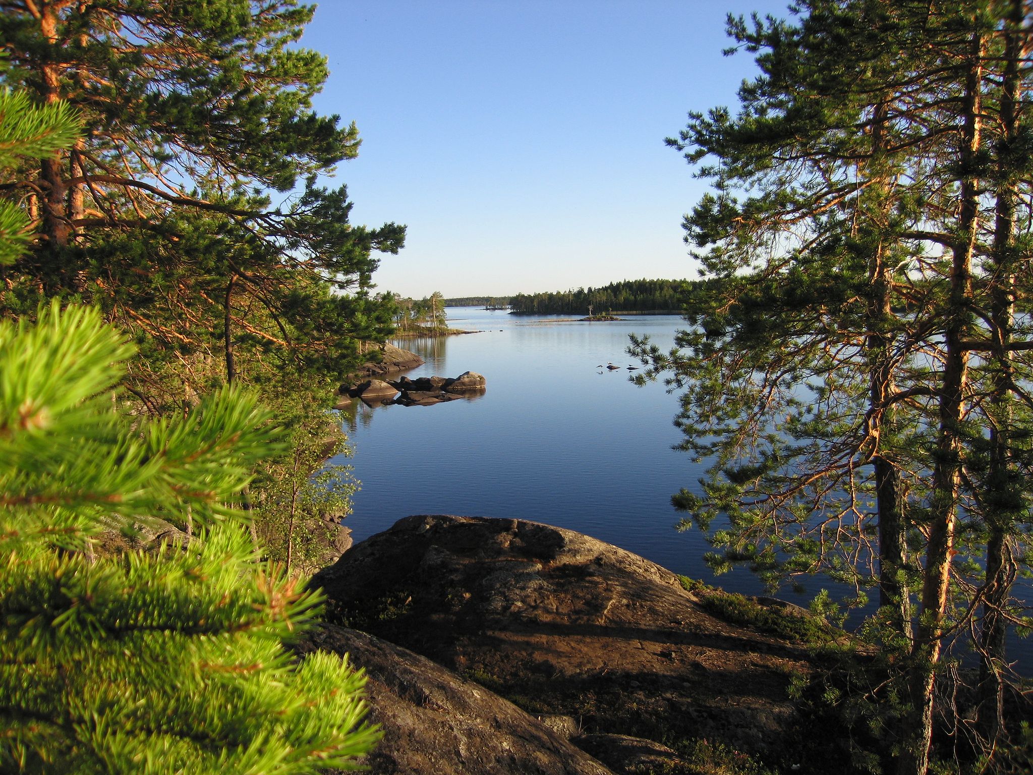 Хвойное ленинградская область. Природа озеро лес Карелия. Лесное озеро Карелия. Сосновые озера Карелии. Финляндия озеро сосны.