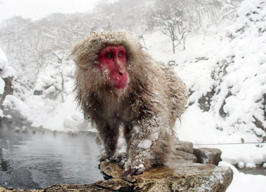 Frozen monkey