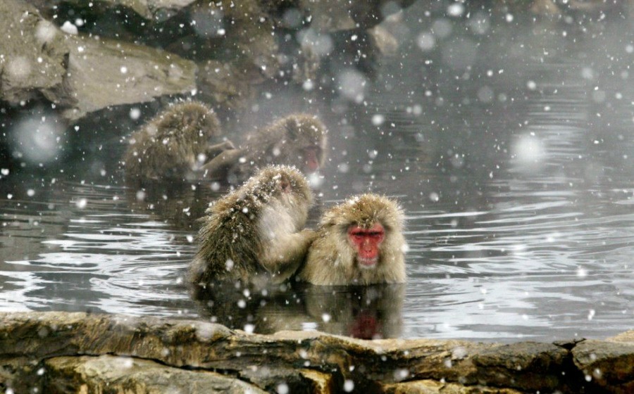 Frozen monkey. Японские макаки в горячих источниках. Замерзшие обезьяны в источнике. Замерзшие обезьянки греются. Замерзшая обезьяна.