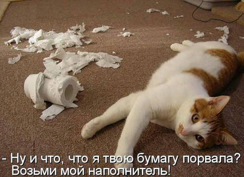 Устал беги песня. Кошка мстит. Коты и туалетная бумага. Кошачий беспредел. Бодрый кот.