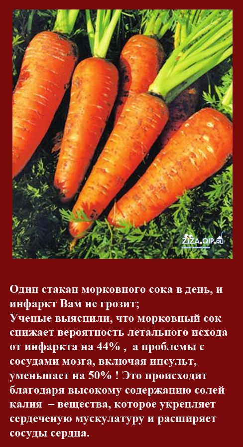 Морковь про 2024 года. Bynthtcyst afrns j vjhrjdrt. Интересные факты о моркови. Самые интересные факты про морковь. Интересные факты о морковке.