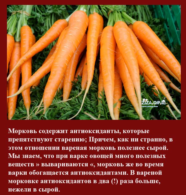 Класс растения морковь. Интересные факты о моркови. Интересные факты о морковке. Bynthtcyst afrns j vjhrjdrt. Полезные факты о моркови.