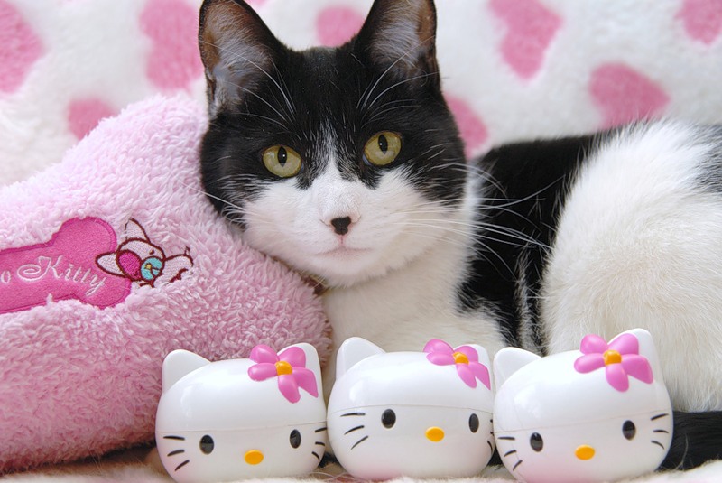 Kitty pet. Питомец Хелло Китти. Hello Kitty as Cat Plush. Hello Kitty's Pets. Питомец Кити и Парби.