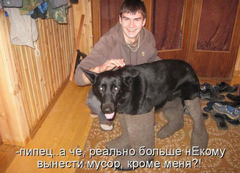 Так он же хозяин. Так он же хозяин. Кот и хозяин. Какой хозяин такая и собака. Хороший хозяин.