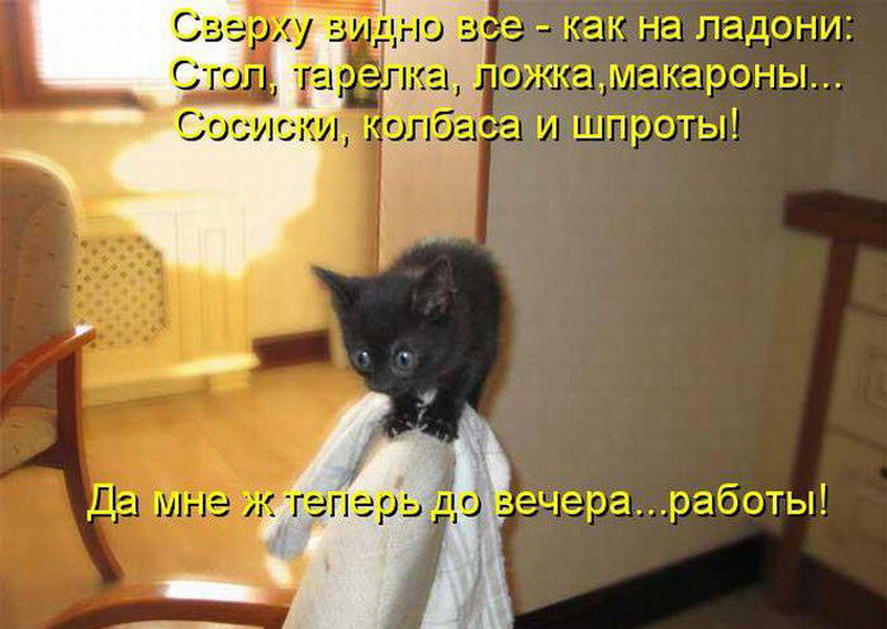 Кошка боится мышей