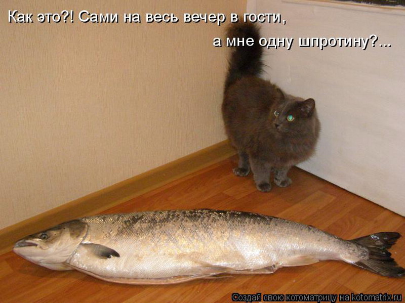 Почему хочу рыбу. Кот с рыбой. Коты рыбы. Надписи. Рыба прикол. Смешная надпись про рыбу.