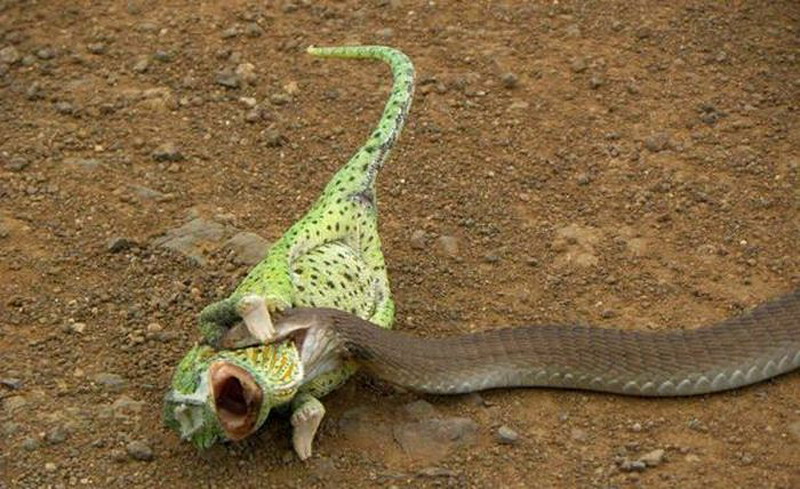 Может ли змея съесть змею. Змеи хищники.