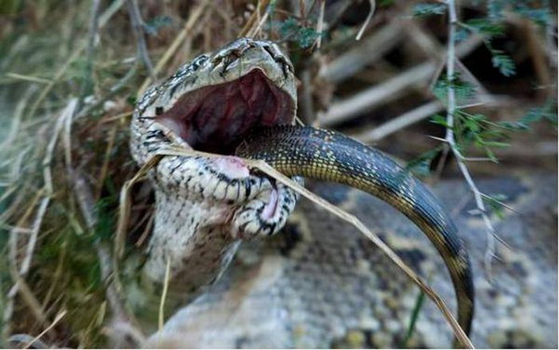 Нападение змей. Королевская Кобра ест варана. Кобра Анаконда Гюрза гадюка.