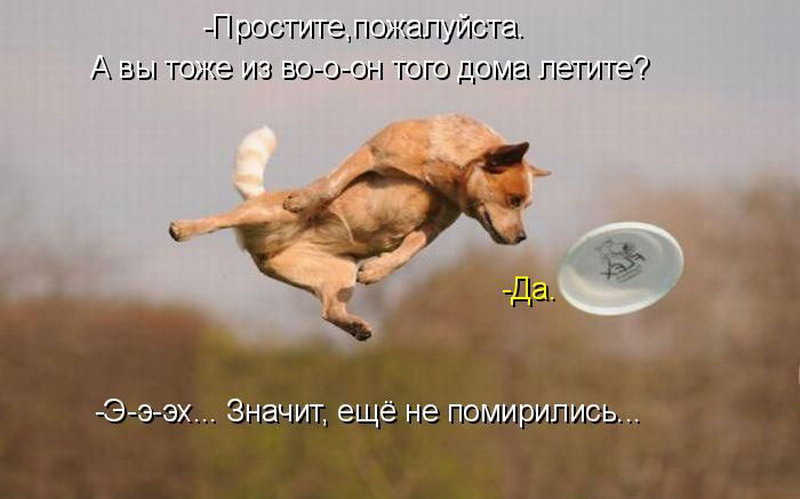 Почему собаки не летают. Летающий пес. Собака улетела. Летающая тарелка для собак. Неопознанный летающий пёс.