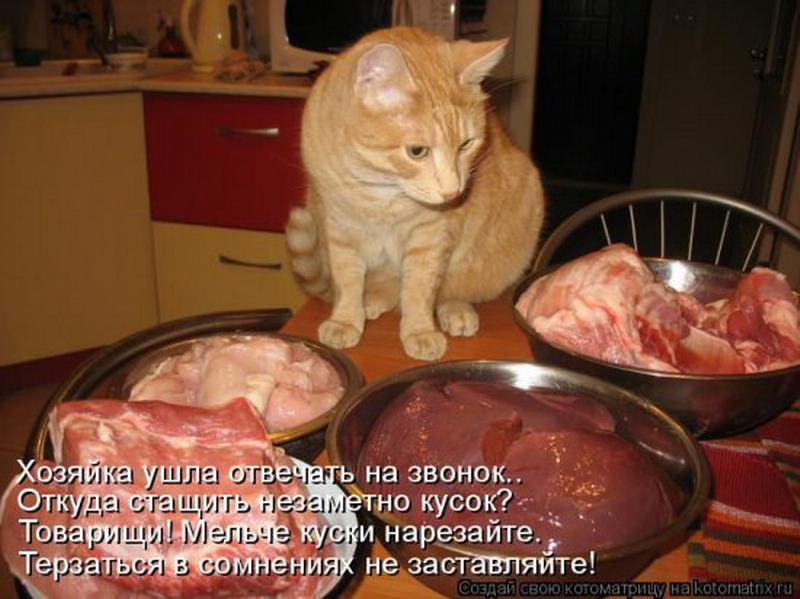 Было есть. Мяса много не бывает юмор. Кот и кусок мяса смешное. Смешные фразы про кота и еду.