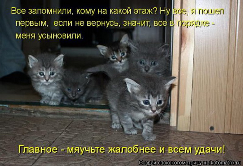 У нас есть котик. Котята с надписями. Прикольные котята с надписями. Котята приколы с надписями. Котенок понедельник.