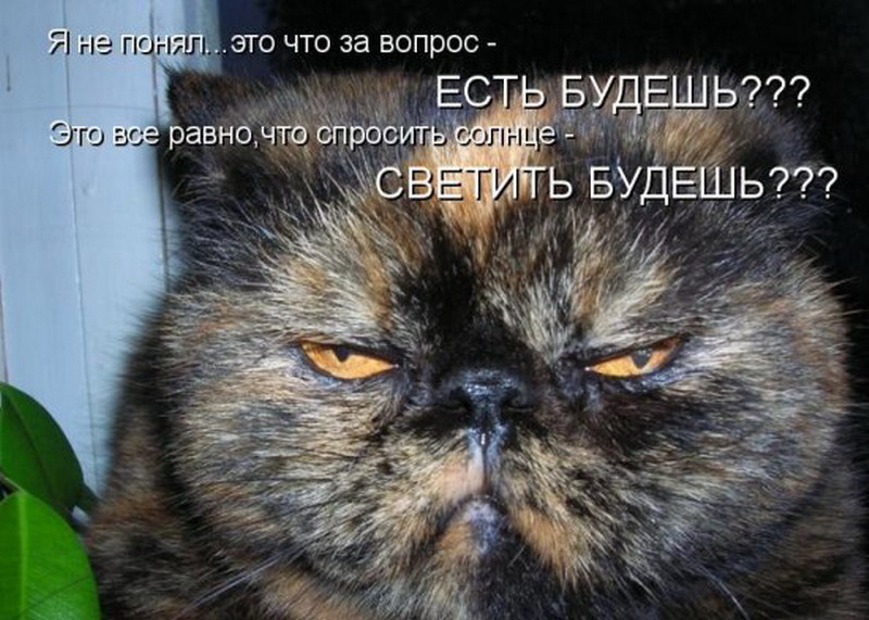 Жаль что вас не было с нами. Смешные злые коты. Злые коты с надписями. Смешные коты с надписями. Кот со злой мордой.