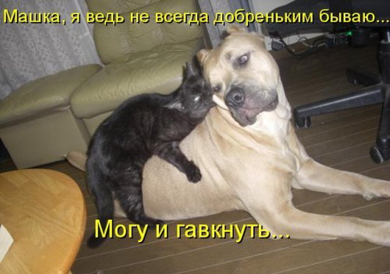 Хорошо сказано цитаты. Я буду делать как говорит. Гавкнуть. Мемы про бизнес. Я буду делать как говорит.