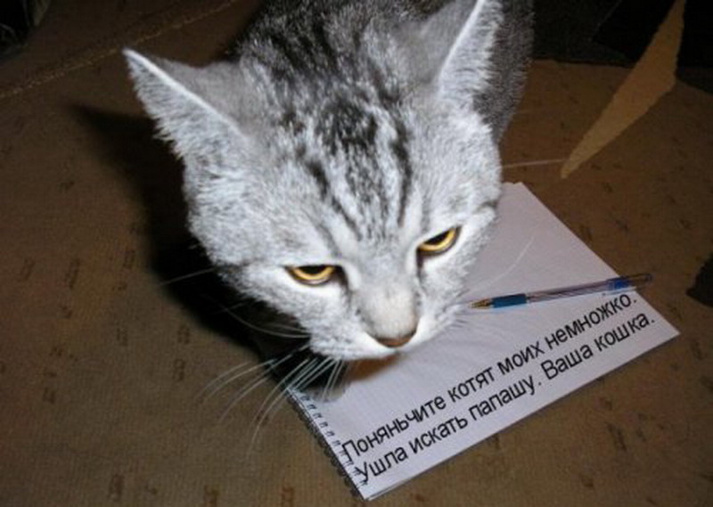 Там написано что то еще. Песец смешной. Мемы из мультиков без надписей. Подарки сюда табличка. Там написано что то еще.