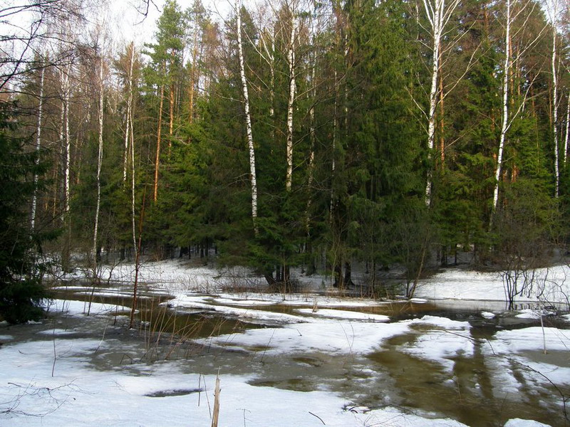 Зима плещеева. Тает снег бегут ручьи. Тает снег ручьи. Первое таяние снега в лесу.