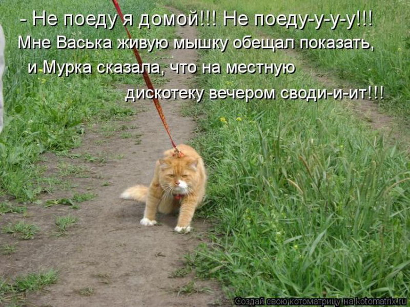 Собака не хочет гулять. Анекдот про прогулку. Прогулка прикол. Смешные коты с надписями на даче. Котик хочет гулять.