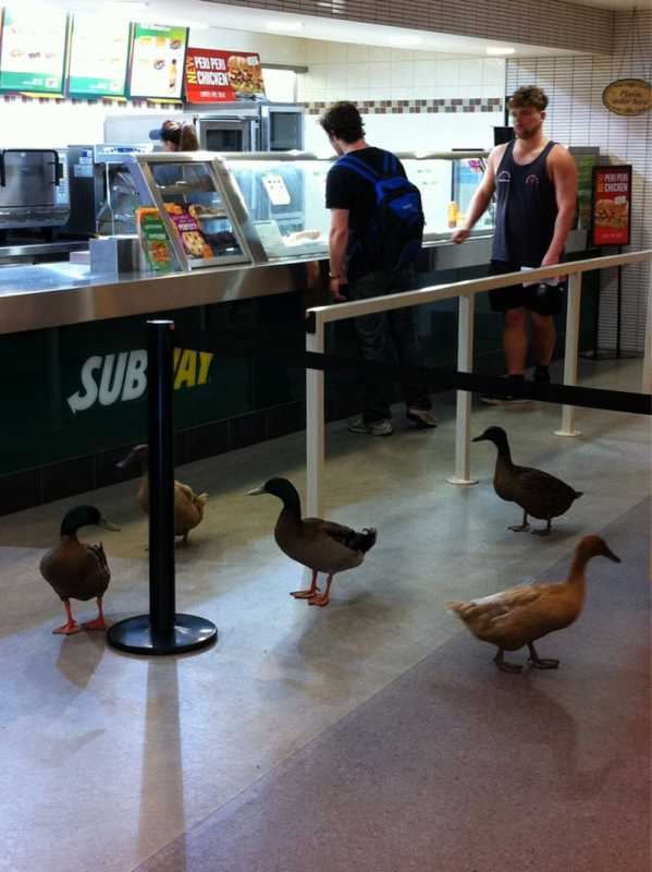 �������� - 86.