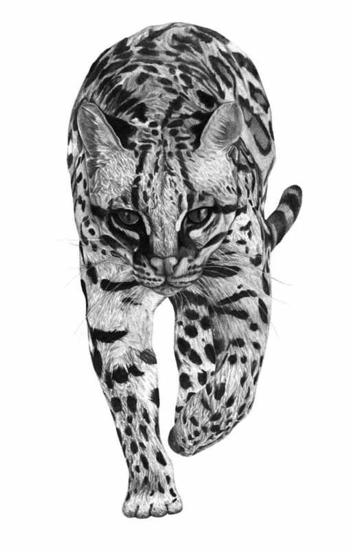 ������� ��� �����.