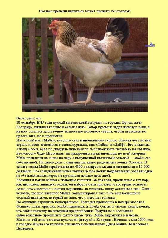 �������� �����������.