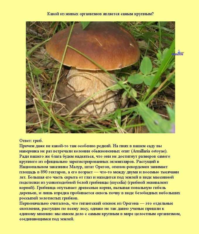 �������� �����������.