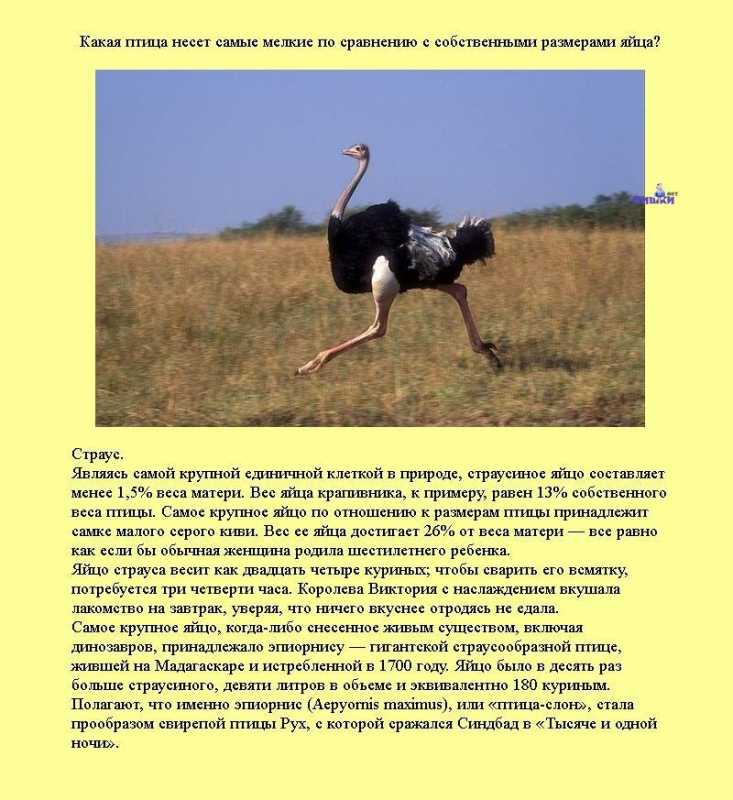 �������� �����������.