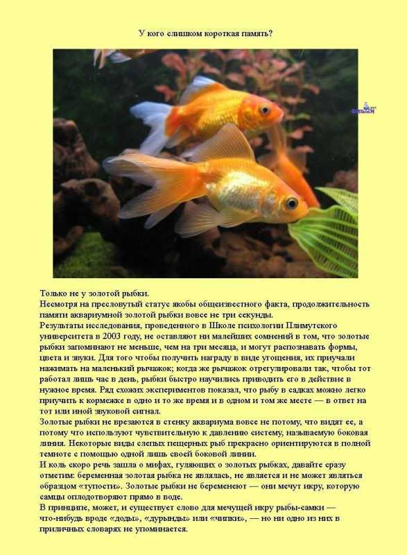 �������� �����������.