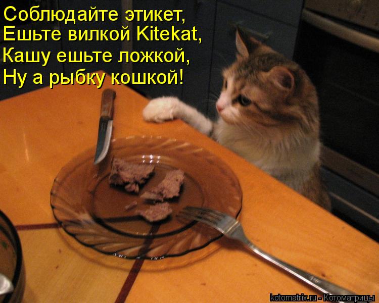 Мы сегодня кушать будем не будем. Не бойся ножа а бойся вилки. Кот ест вилкой. Котик с вилкой. Не бойся ложки бойся вилки один удар четыре.