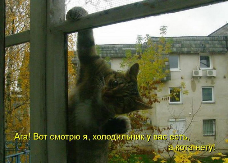 Что там стучишь. Кот лезет в окно. Пусти кота. Кот лезет в дом. Кот залезает в окно.
