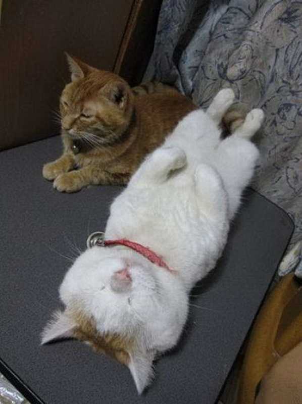 Ленивые коты и кошки.