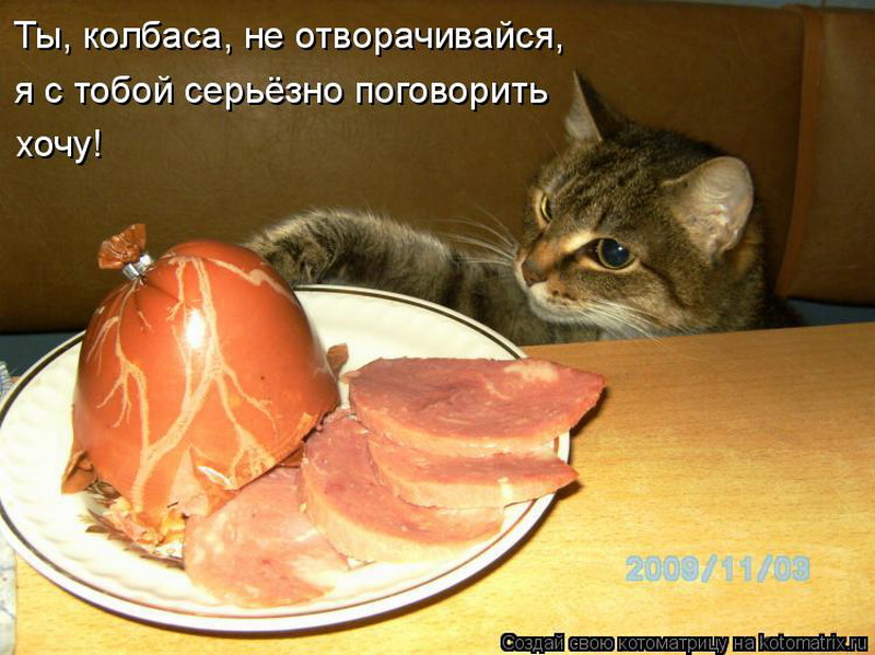 В колбасе есть мясо. Кот с колбасой. Приколы про котов и колбасу. Кошачья колбаса. Смешная колбаса.