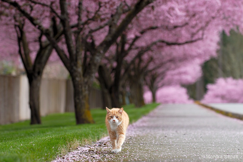 Spring cat show. Happy Spring Cat.