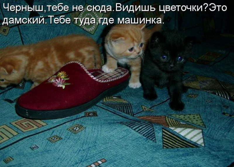 Коты с надписями. Смешные кошки с надписями. Веселые коты с надписями. Приколы про котов с надписями. Котята приколы с надписями.