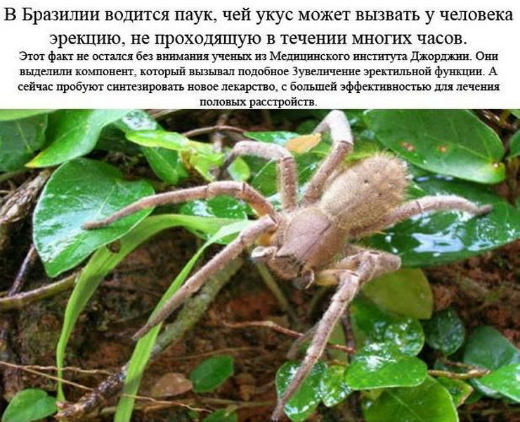 Последствия Укуса Пауков Фото