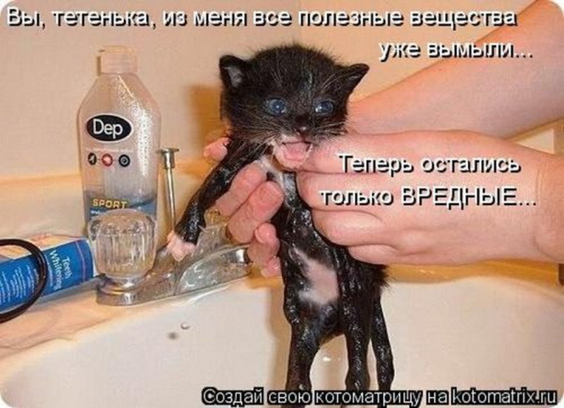 Можно мыть кошку мылом. Мокрый котенок. Помытый котенок. Мытье кота. Мыло котик.