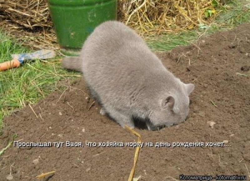 Не сказал что подождет. Смешные картинки про огород. Кот в огороде. Шутки про огород. Приколы коты на огороде.