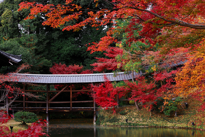 Киото япония. Киото Япония осень. Осень сад Киото Япония. Япония краски осени в Киото. Кинкакудзи Момидзи.