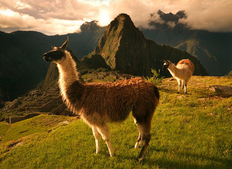 Природный и животный мир южной америки. Эквадор ламы. Гуанако млекопитающие Южной Америки. Лама в Южной Америке. Ламы в Андах.