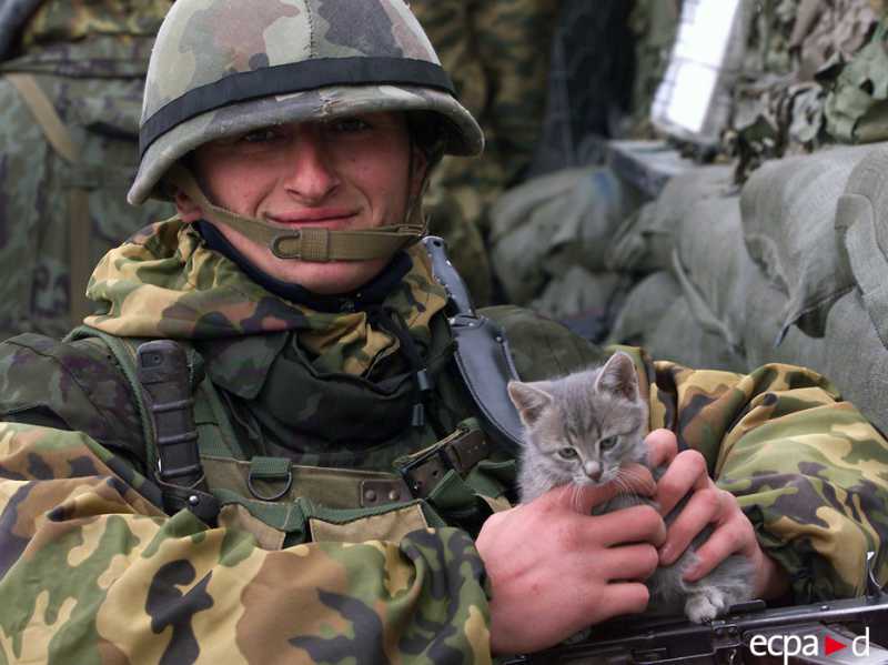 Кошки на войне