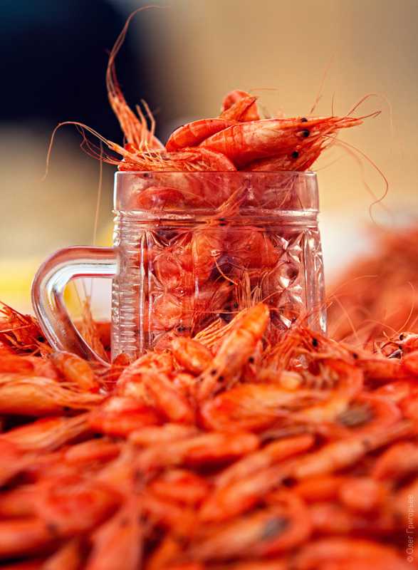 ������ ���� �� �������