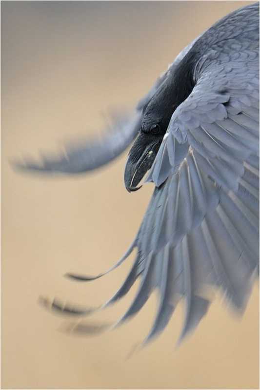 �������� 97.